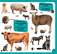 100 слів про тварин світу / 100 words about animals of the World (фотокнига), фото 4