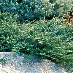 Ялівець горизонтальний Вілтоні/ Juniperus horizontalis Wiltonii, С4, 50-80+см. - фото 3 - id-p1184467093