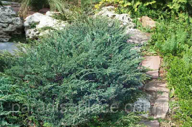 Ялівець горизонтальний Вілтоні/ Juniperus horizontalis Wiltonii, С4, 50-80+см. - фото 5 - id-p1184467093