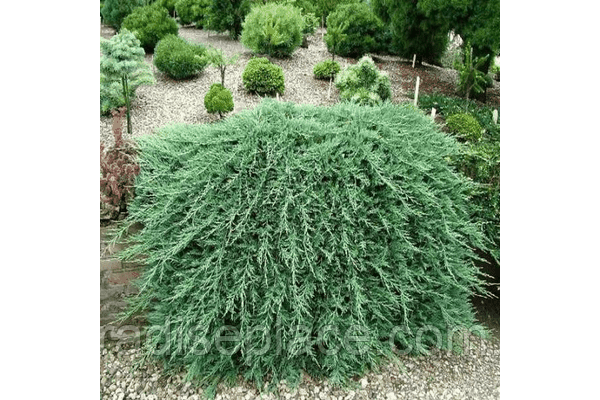 Ялівець горизонтальний Вілтоні/ Juniperus horizontalis Wiltonii, С4, 50-80+см. - фото 6 - id-p1184467093