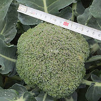 Насіння капусти броколі Корос F1 ( 2500 сем.) Clause