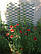 Опора садова решітка для рослин шпалера пластикова з доставкою по Україні, фото 4