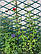 Підставка для рослин 1х2м біла,зелена пергола з доставкою по Україні, фото 3