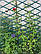 Шпалера садова 1.8х0.9м біла,зелена опора для рослин із доставкою по Україні, фото 2
