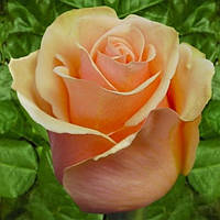 Саджанці чайно-гідратної троянди Примадонна (Primadonna)