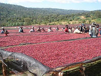 Способи обробки кави