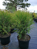 Туя Західна 'Little Champion' Thuja Occidentalis 'Little Champion',50см,5л.