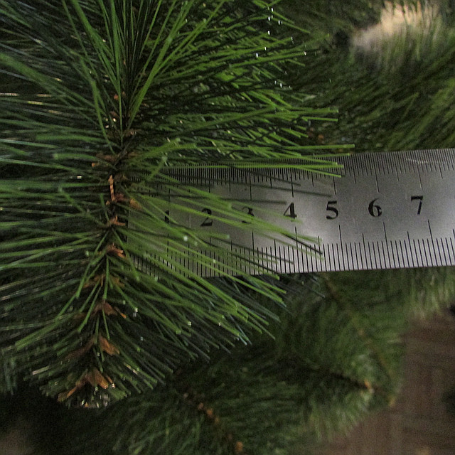 Сосна Акція