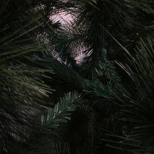 Сосна Акція, фото 2