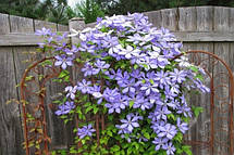 Клематис Mrs Cholmondeley (Місіс Челмондели / Чолмондели), фото 4