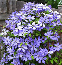 Клематис Mrs Cholmondeley (Місіс Челмондели / Чолмондели), фото 3