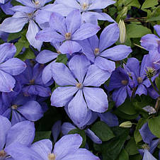 Клематис Mrs Cholmondeley (Місіс Челмондели / Чолмондели), фото 2