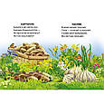 Книжка-картонка А6. Що росте на городi? (9786176633990), фото 3