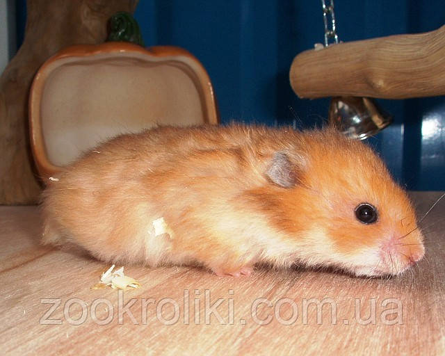 Сірійські хом'яки, фото 1