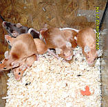 Сатинова мишка, фото 4