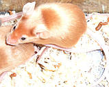 Сатинова мишка, фото 5
