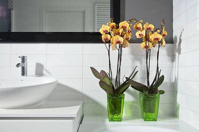 Орхідейниці