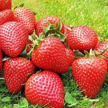 Розсада полуниц Вайбрант (Vibrant) — дуже рання, високоурожайна, транспортубельна