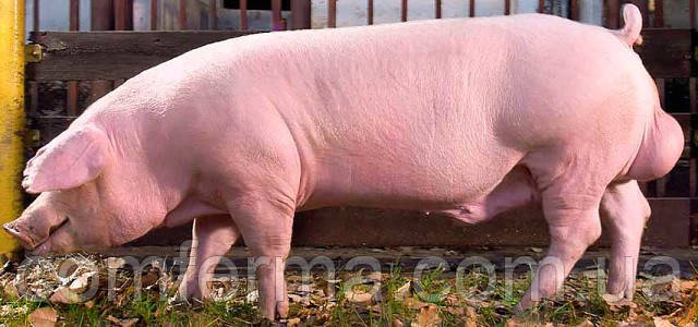 Кормосуміш для свиней від 60 кг на основі натуральних продуктів