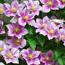 Клематис Piilu, фото 5