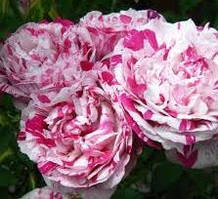 Троянди плетисті.