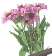 Ехінацея пурпурна.  Саджанці в контейнерах Д12.