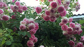 Троянда Жасміна (Jasmina) Плетиста, фото 2