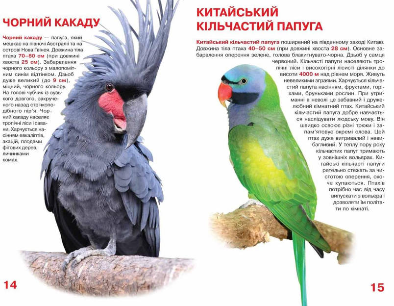 Енциклопедія Велика книжка. Папуги. Світ навколо нас, фото 4