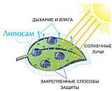 Біоприлипач Ліпосом 280 мл, фото 2