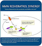 MAAC10 - 99% екстракт транс-ресвератрола, 250 мг (мікронізований), 60 капсул, фото 5