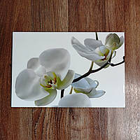 Керамическая фотоплитка Орхидея белая