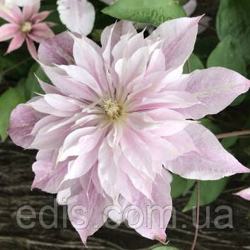 Клематис Princess Alexandra (Принцеса Олександра), фото 1