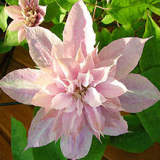 Клематис Princess Alexandra (Принцеса Олександра), фото 2