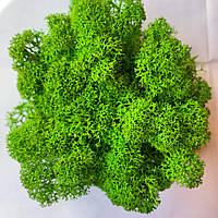 Стабілізований мох Green Ecco Moss скандинавський лишайник ягель Light Green 0.5 кг