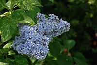 Бузок звичайний "Аукубофоліа" / Syringa vulgaris Aucubaefolia С3 /Н 30-40