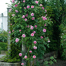 Троянда Джеймс Гелвей (James Galway) Анг., фото 2
