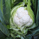 Насіння кольорової капусти Дюрок F1 ( 2500 сем.) Clause, фото 2