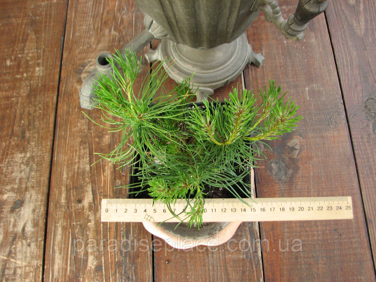 Сосна гірська карликова Мугус/Pinus mugo Mughus, С1.5, 3 роки, 25+см - фото 1 - id-p1182994081