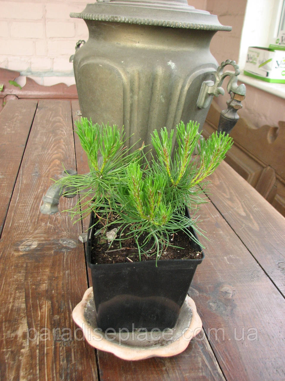 Сосна гірська карликова Мугус/Pinus mugo Mughus, С1.5, 3 роки, 25+см - фото 6 - id-p1182994081