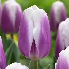 Тюльпан тріумф Librije 12+: продаж, ціна у Миргороді. Насіння і бульби ...