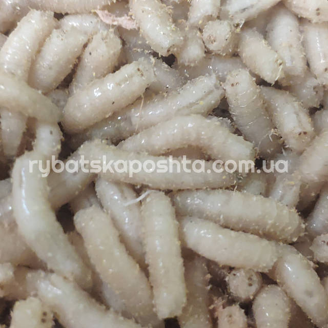 Винницадағы жыныстық демалыс