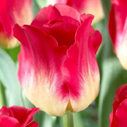 Тюльпан тріумф Match 12+