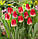 Тюльпан тріумф Match 12+, фото 2