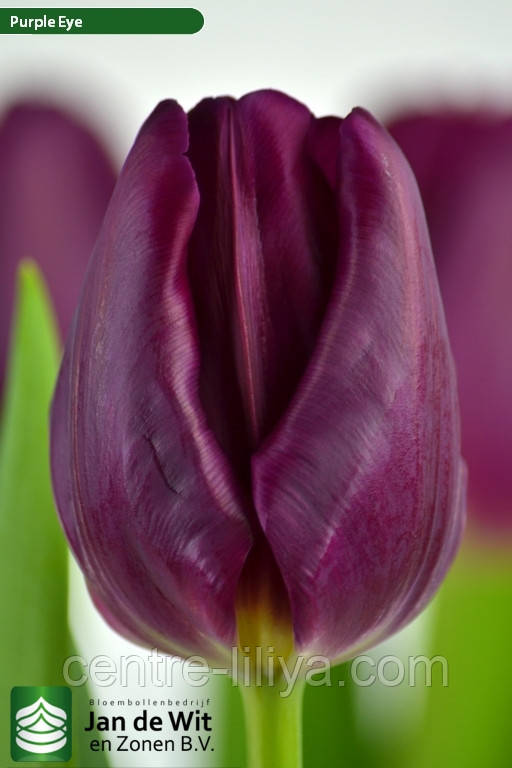 Тюльпан Purple Eye, 12+, фото 1