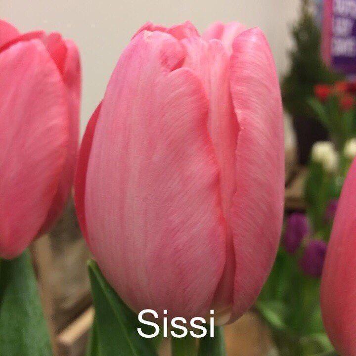 Тюльпан Sissi, 12+