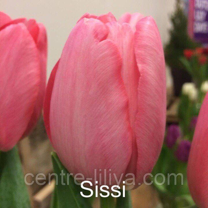 Тюльпан Sissi, 12+, фото 1