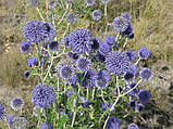 Мордовник насіння 50 гр (прибл. 2500 шт) (Echinops sphaerocephalus) головатень шароголовий крутай круглоголовий медонос сухоцвіт, фото 2