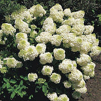 Гортензія Сільвер Доллар / Hydrangea pan. Silver Dollar С3/С7.5/Н 80