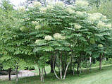 Аралія маньчжурська насіння (20 шт) (Aralia elata або A. mandshurica), фото 4