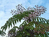 Аралія маньчжурська насіння (20 шт) (Aralia elata або A. mandshurica), фото 5